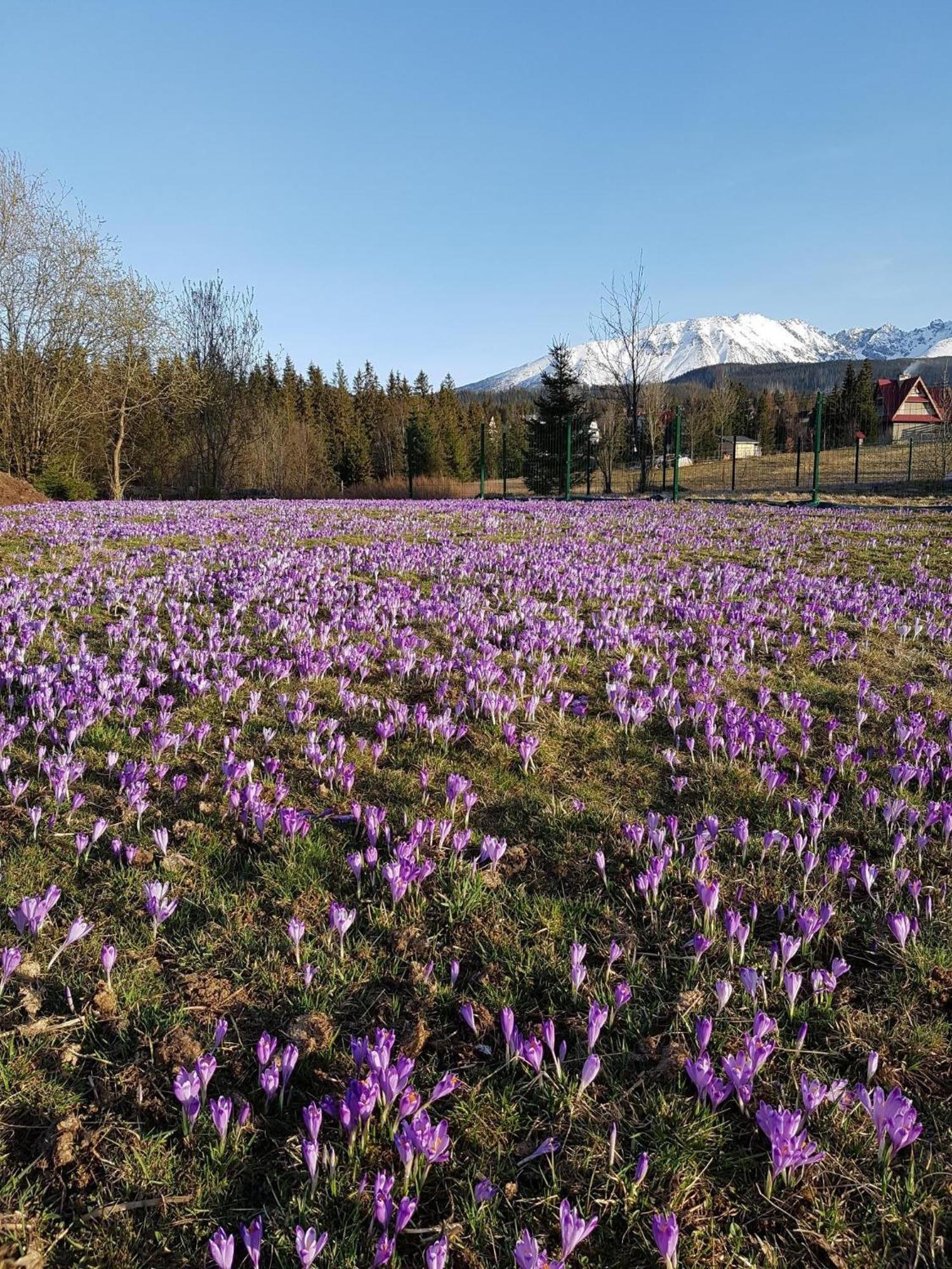 Villa Dorota Zakopane Exterior foto